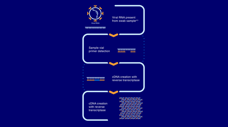 A graphic that demonstrates the RT-LAMP process from the swab sample to the cDNA amplification.