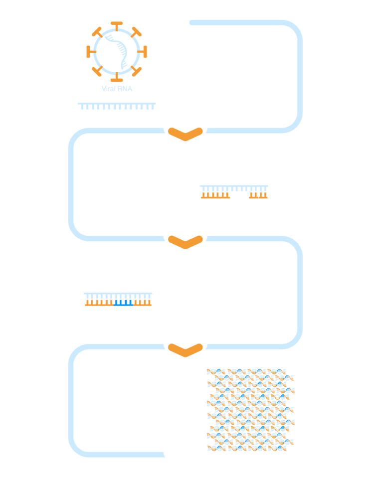 A graphic that demonstrates the RT-LAMP process from the swab sample to the cDNA amplification.